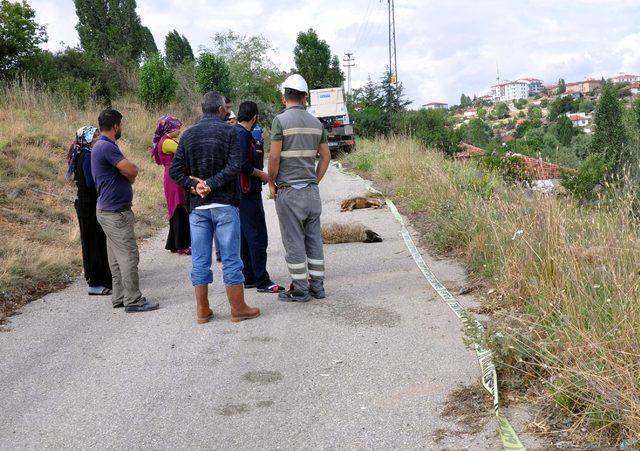 Hattan kopan elektrik kablosu, 10 koyunu telef etti