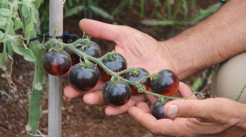 Daha &ouml;nce b&ouml;ylesini g&ouml;rmediniz! Siyah domates g&ouml;renleri şaşırtıyor