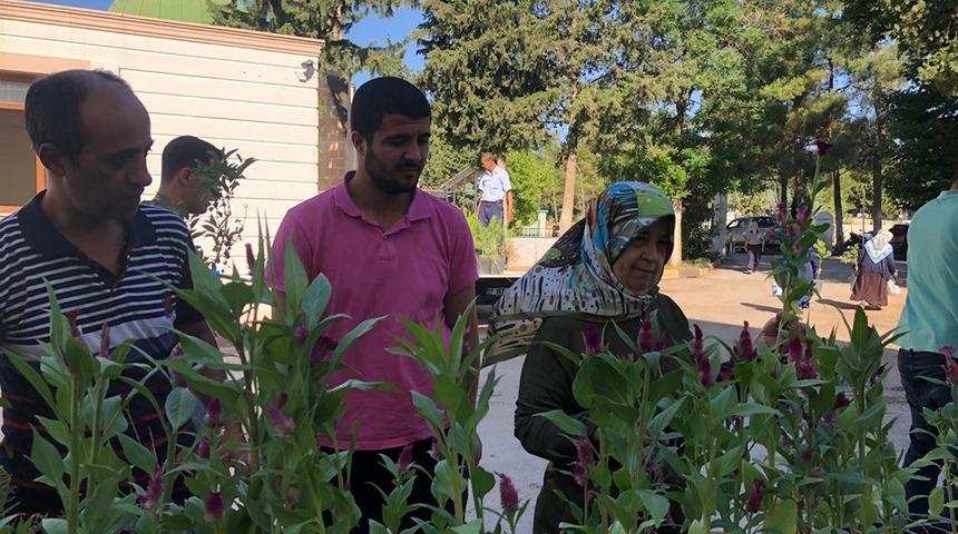 Mezar ziyaretine fidan hediyesi