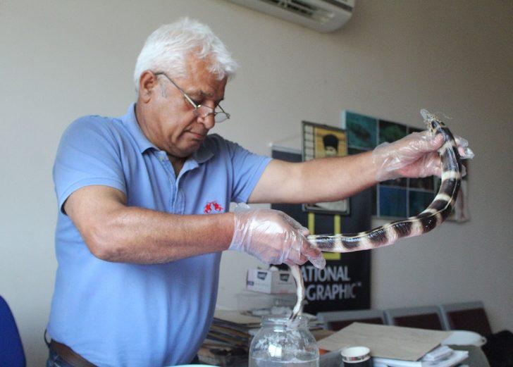 Atlas Okyanusunu geçti, Antalya'da ortaya çıktı! G1