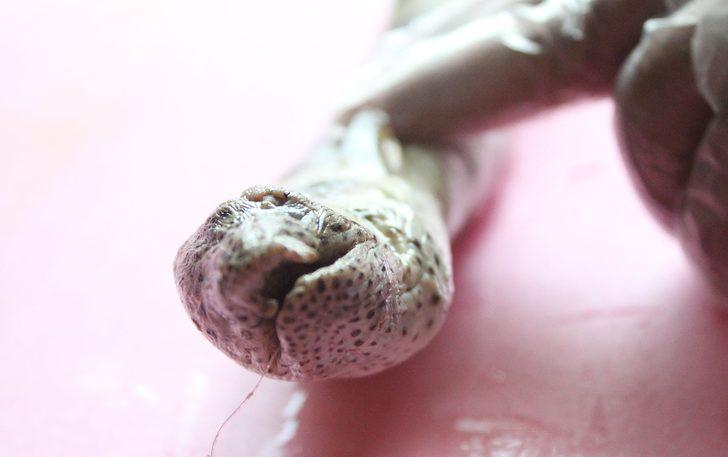 Atlas Okyanusunu geçti, Antalya'da ortaya çıktı! G3