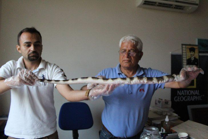 Atlas Okyanusunu geçti, Antalya'da ortaya çıktı! G4