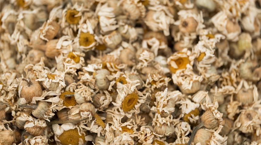 Papatya &ccedil;ayı i&ccedil;menin sağlığa olan 8 faydası