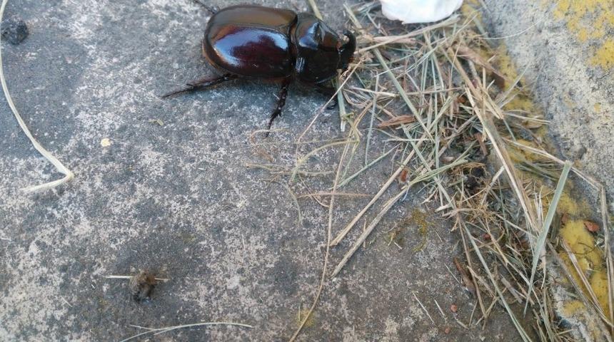 Kastamonu&rsquo;da gergedan b&ouml;ceği bulundu