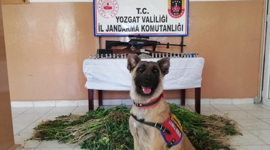 Yozgat&rsquo;ta uyuşturucu operasyonu 3 g&ouml;zaltı