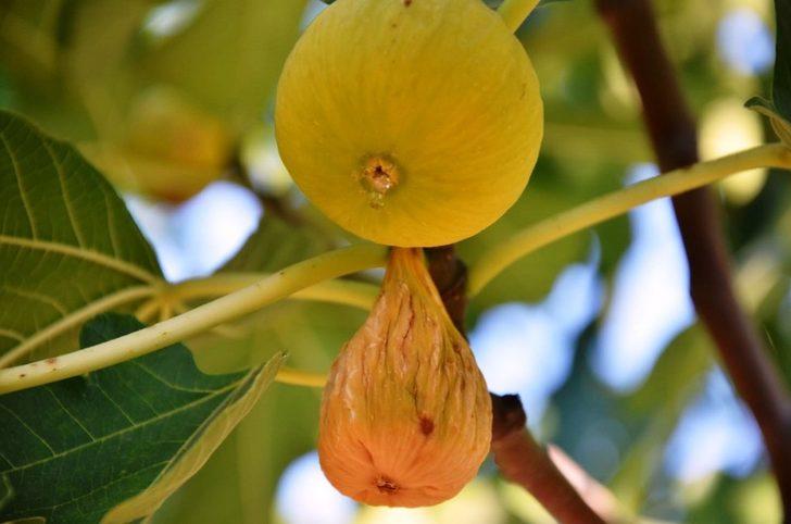 Vali Köşger; “İncir’deki kükürt miktarı doğal sınırlar içindedir” G2