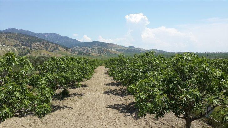 Vali Köşger; “İncir’deki kükürt miktarı doğal sınırlar içindedir” G4