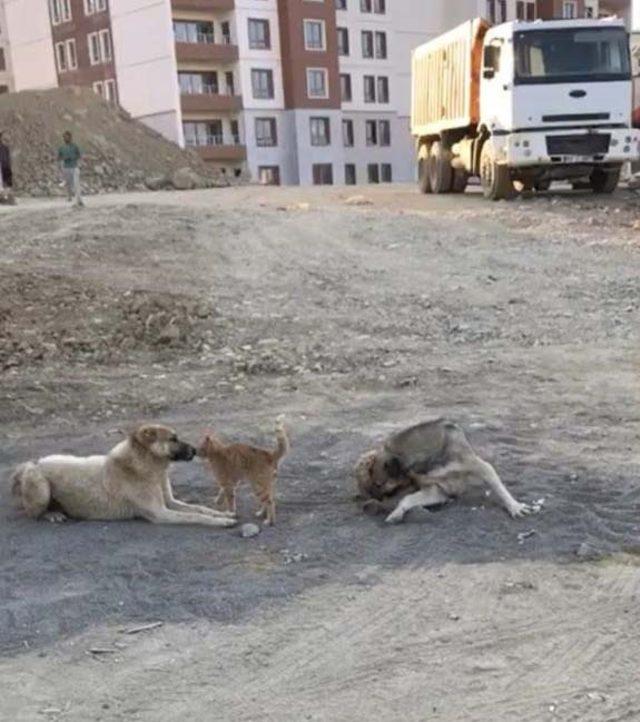 Köpek ile kedinin oynaması kameraya yansıdı