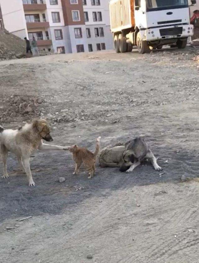 Köpek ile kedinin oynaması kameraya yansıdı