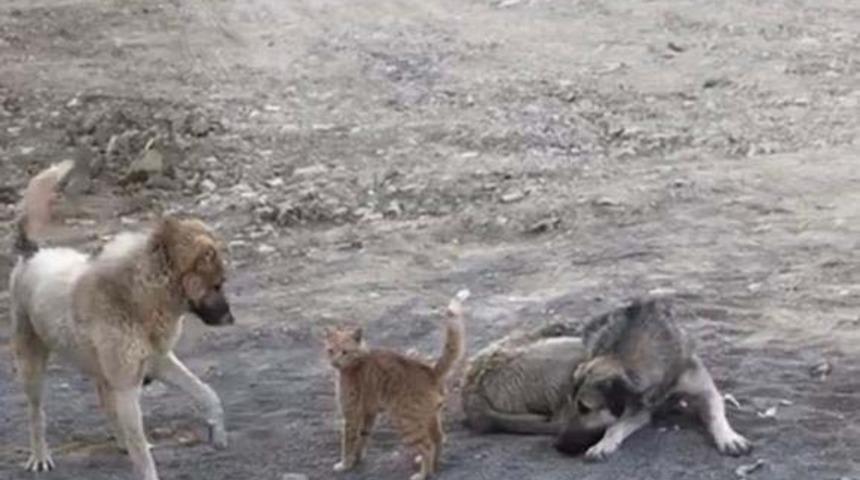 K&ouml;pek ile kedinin oynaması kameraya yansıdı