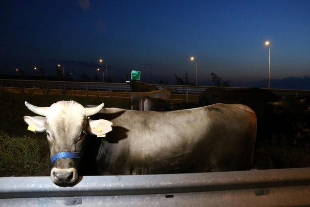 Kurbanlık taşıyan TIR bariyere çarptı, hayvanlar yola savruldu