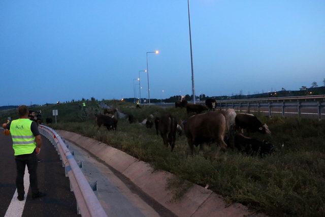 Kurbanlık taşıyan TIR bariyere çarptı, hayvanlar yola savruldu