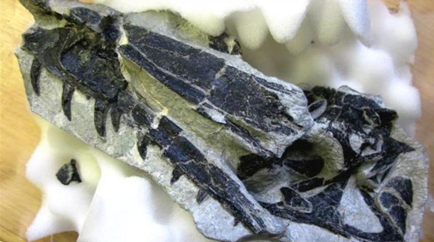 İsviçre'de yeni bir dinozor türü keşfedildi! Diğerlerinden çok farklı!