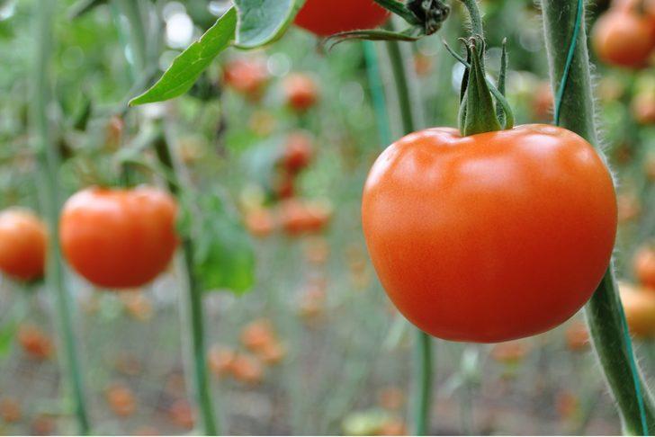 TÜİK açıkladı: En çok domates oralarda üretildi