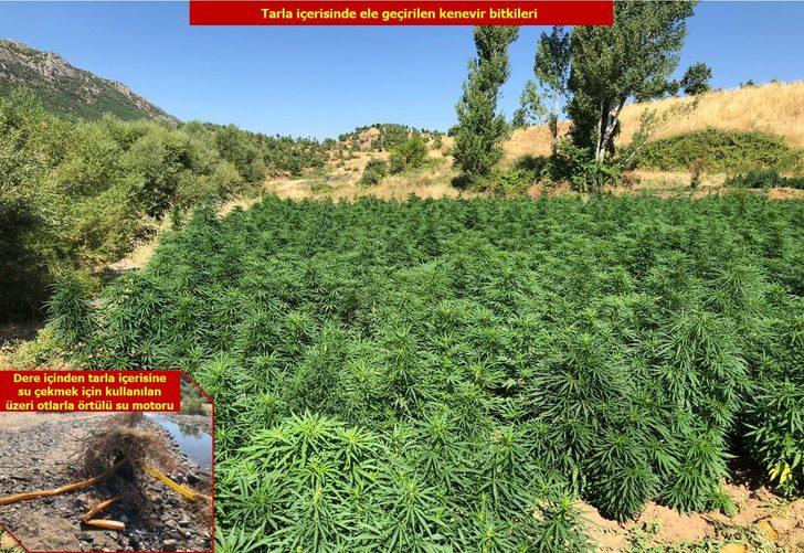 Diyarbakır’da dev operasyon! Tam 2 milyon 111 bin 50 kök kenevir ele geçirildi G1