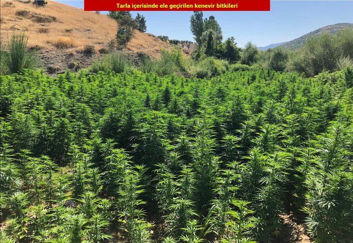 Diyarbakır’da dev operasyon! Tam 2 milyon 111 bin 50 kök kenevir ele geçirildi G2