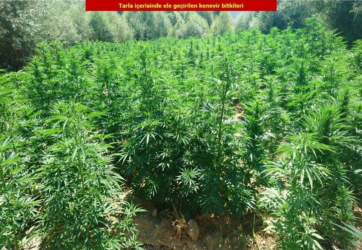 Diyarbakır’da dev operasyon! Tam 2 milyon 111 bin 50 kök kenevir ele geçirildi G3