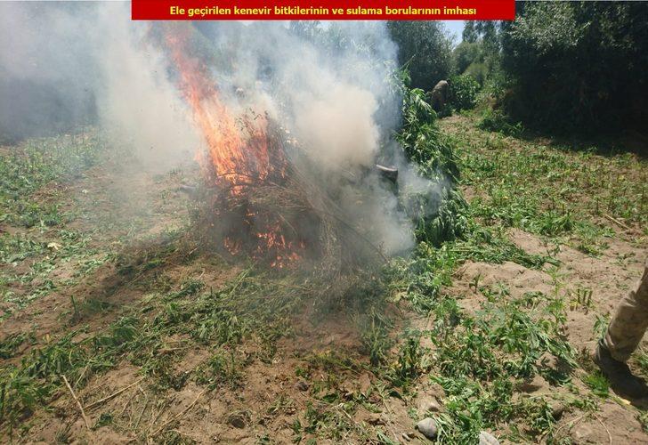 Diyarbakır’da dev operasyon! Tam 2 milyon 111 bin 50 kök kenevir ele geçirildi G4