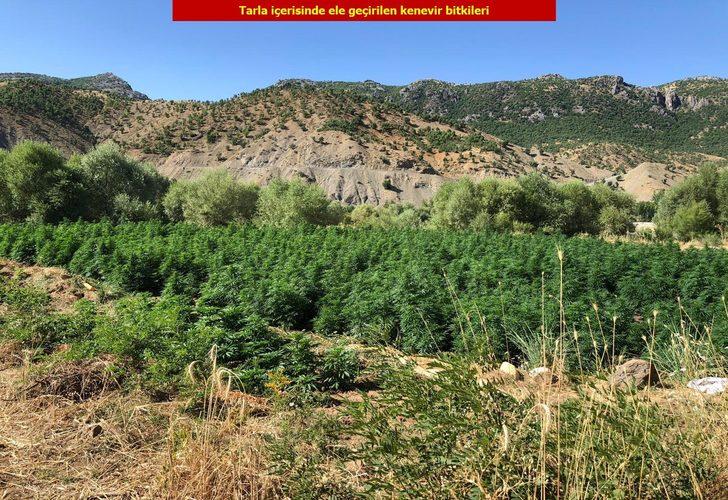 Diyarbakır’da dev operasyon! Tam 2 milyon 111 bin 50 kök kenevir ele geçirildi G5
