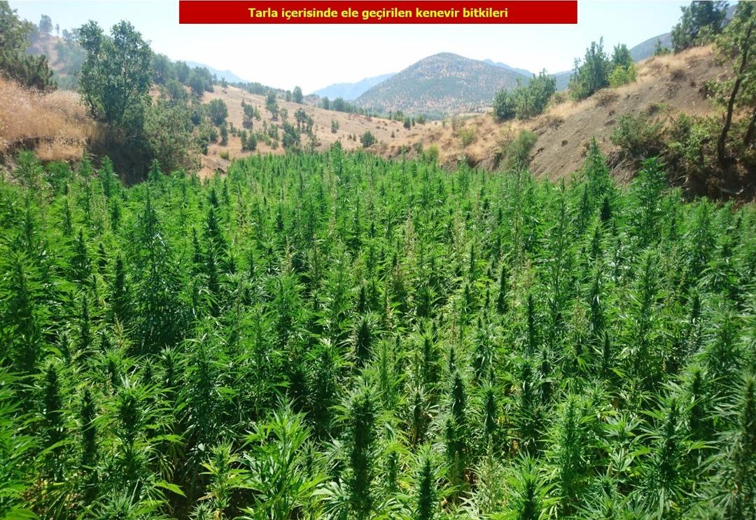 Diyarbakır&rsquo;da dev operasyon! Tam 2 milyon 111 bin 50 k&ouml;k kenevir ele ge&ccedil;irildi