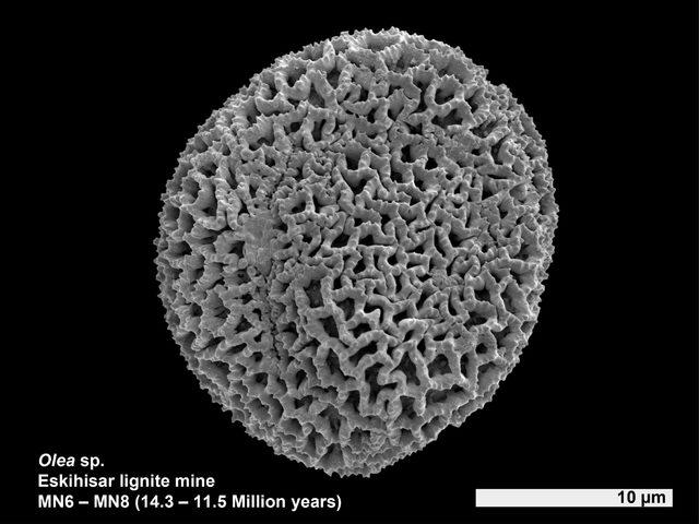 Yatağan'da 14,3 milyon yıllık zeytin poleni fosili bulundu