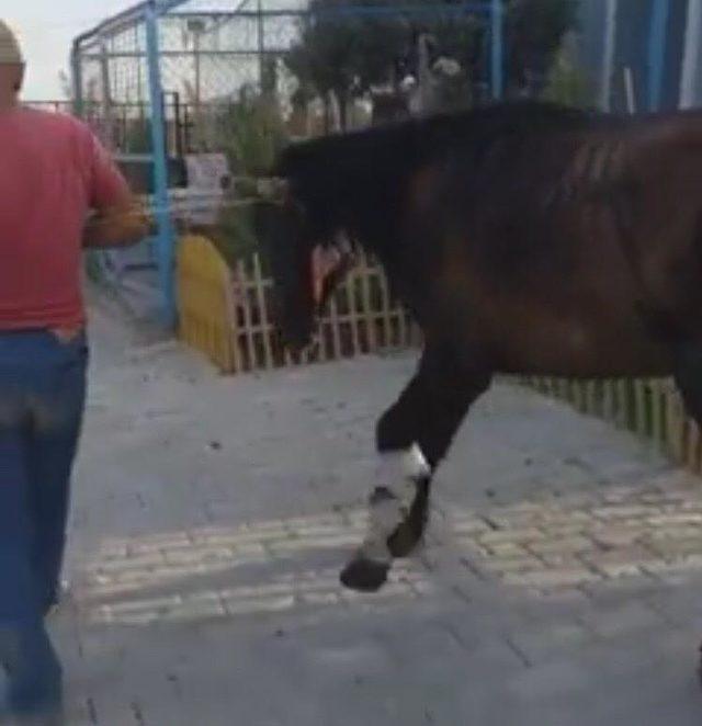 Mardin'deki kazada bacağı parçalanan atın bakımı İzmir'de yapılıyor