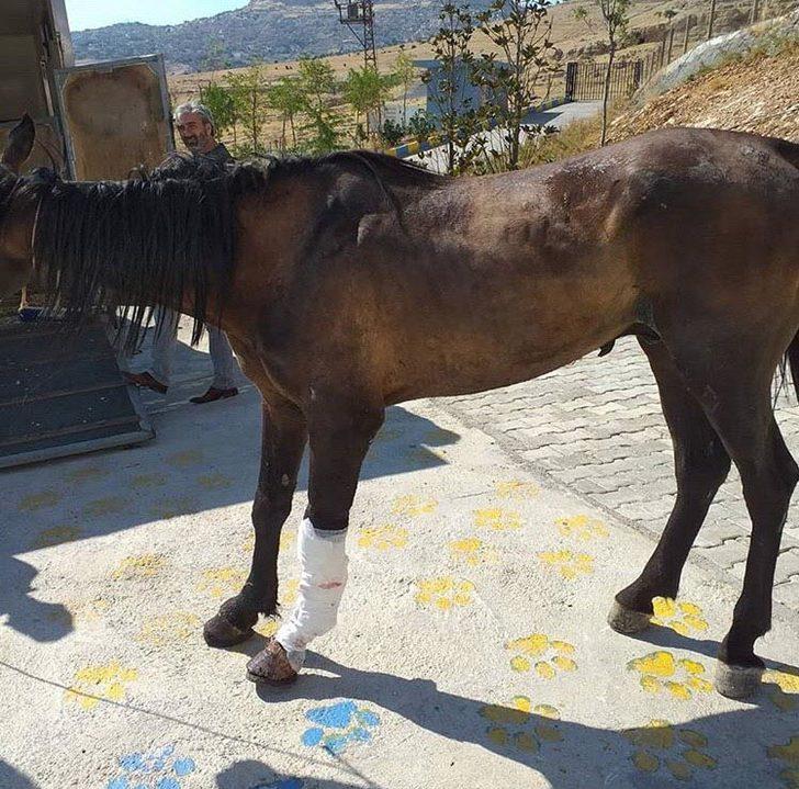 Mardin'deki kazada bacağı parçalanan atın bakımı İzmir'de yapılıyor