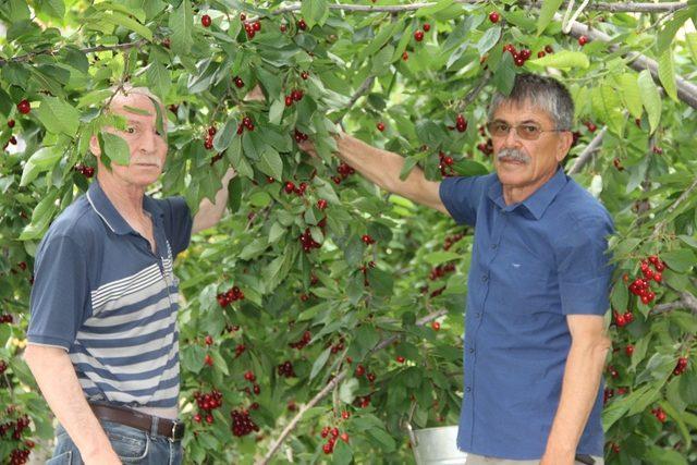 Kiraz üreticisi sezonda memnun