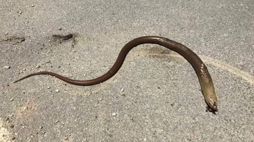 Uzmanlar uyardı: Yılan sanıp öldürmeyin