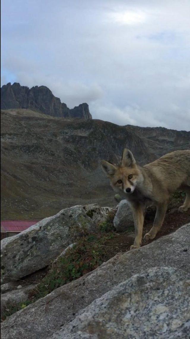 Yaban Hayatı Uzmanı Prof. Dr. Başkaya: &ldquo;Tilki pop&uuml;lasyonu azaldı deniyor ama T&uuml;rkiye&rsquo;de d&uuml;nyanın her &uuml;lkesinden daha fazla var&rdquo; 1