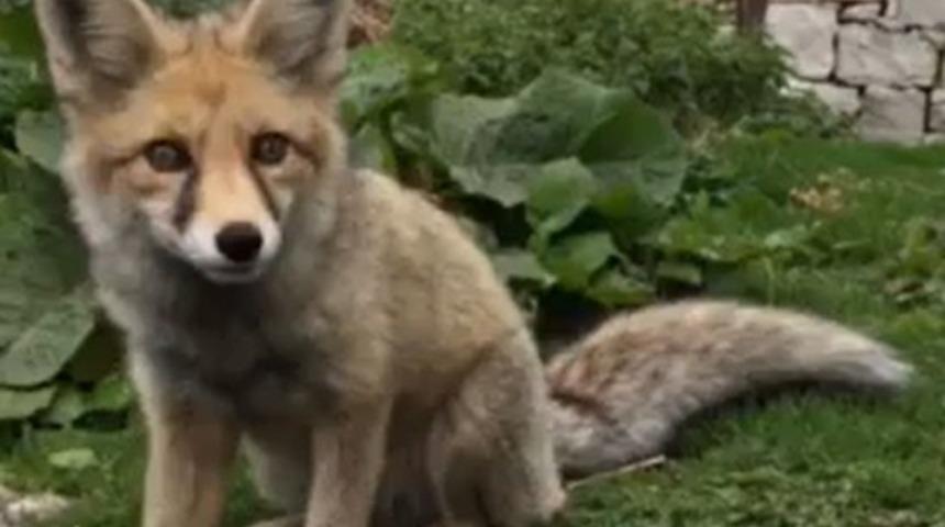 Yaban Hayatı Uzmanı Prof. Dr. Başkaya: &ldquo;Tilki pop&uuml;lasyonu azaldı deniyor ama T&uuml;rkiye&rsquo;de d&uuml;nyanın her &uuml;lkesinden daha fazla var&rdquo;