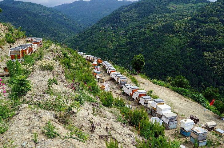 Bileziğini sattı, bir kovan arı aldı, şimdi paraya para demiyor G1