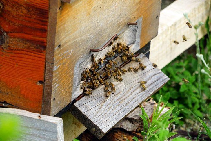 Bileziğini sattı, bir kovan arı aldı, şimdi paraya para demiyor G3