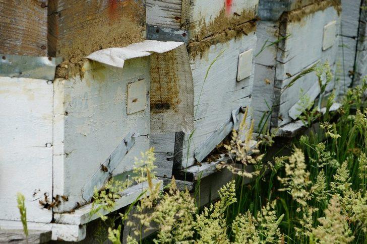 Bileziğini sattı, bir kovan arı aldı, şimdi paraya para demiyor G4