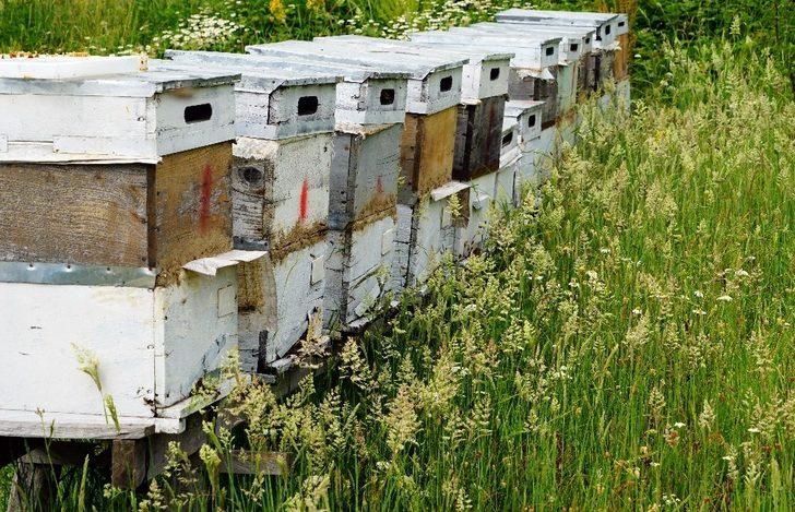 Bileziğini sattı, bir kovan arı aldı, şimdi paraya para demiyor G5