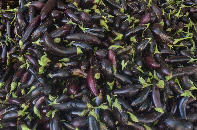 Nazilli'de kurutulan dolmalık patlıcanlar dünyaya ihraç ediliyor