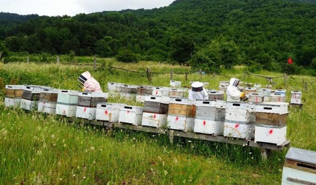 Bileziğini sattı, bir kovan arı aldı, şimdi paraya para demiyor