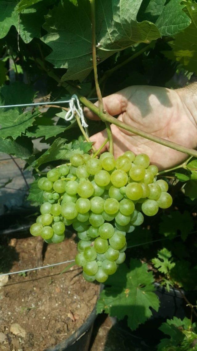 Tarsus beyaz üzümünün taneleme sorunu çözüldü