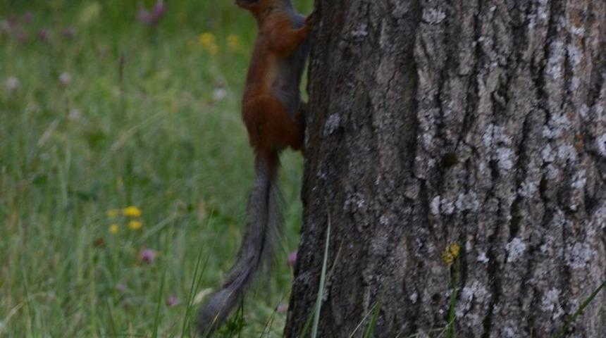 Sarıkamış’ta Kayısı yiyen sincaplar
