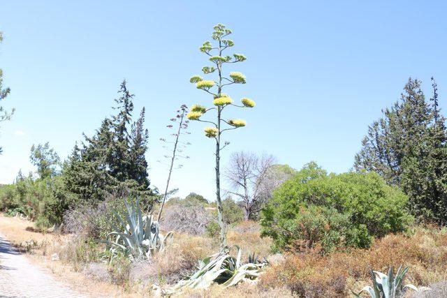 'Agave' bitkisi Foça'da da bulundu