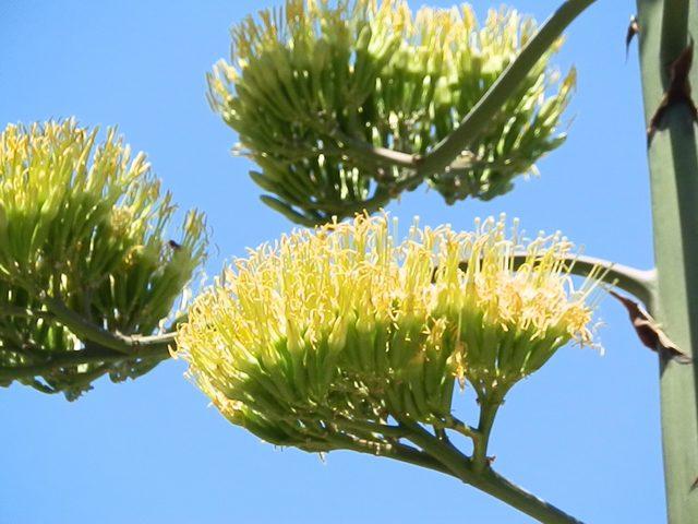 'Agave' bitkisi Foça'da da bulundu