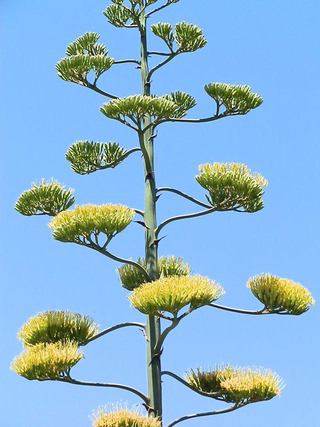 'Agave' bitkisi Foça'da da bulundu