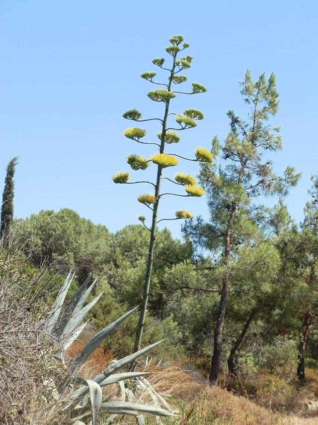 'Agave' bitkisi Foça'da da bulundu