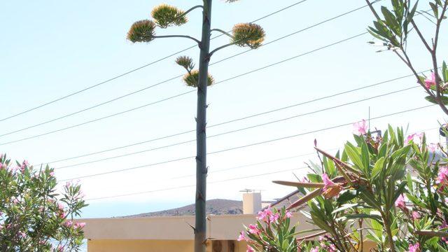 'Agave' bitkisi Foça'da da bulundu