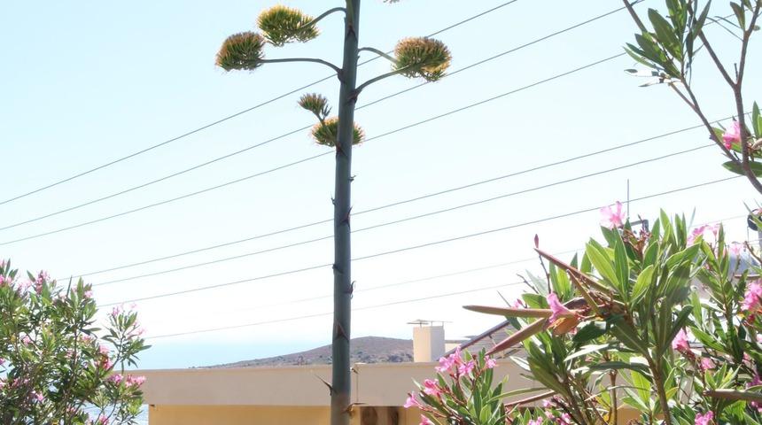 'Agave' bitkisi Fo&ccedil;a'da da bulundu