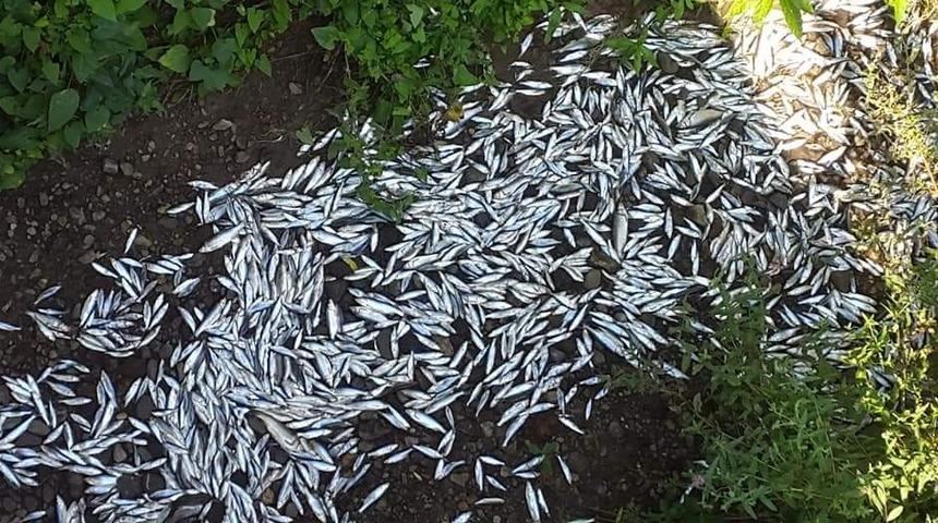 Kepsut’ta balık ölümlerinin oksijensizlikten olduğu açıklandı