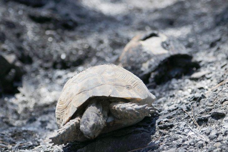 Dalaman'da çıkıp Fethiye’ye sıçrayan yangın söndürüldü G1