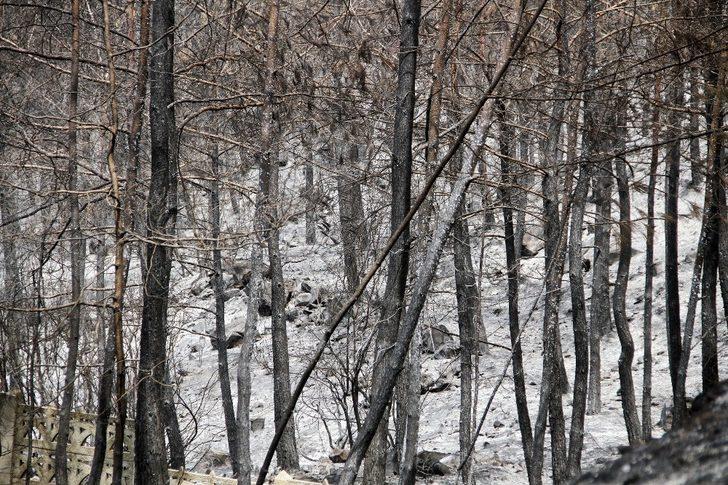 Dalaman'da çıkıp Fethiye’ye sıçrayan yangın söndürüldü G4