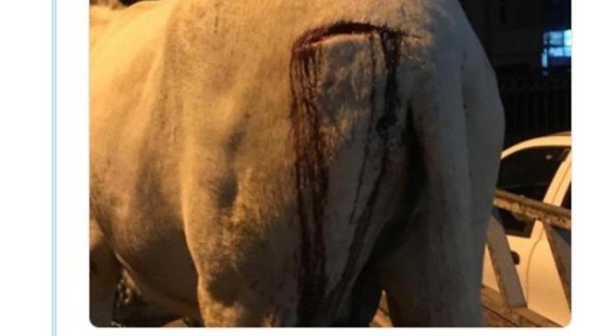 Trabzon&rsquo;da eşek saldırıya uğradı, başsavcılık soruşturma başlattı