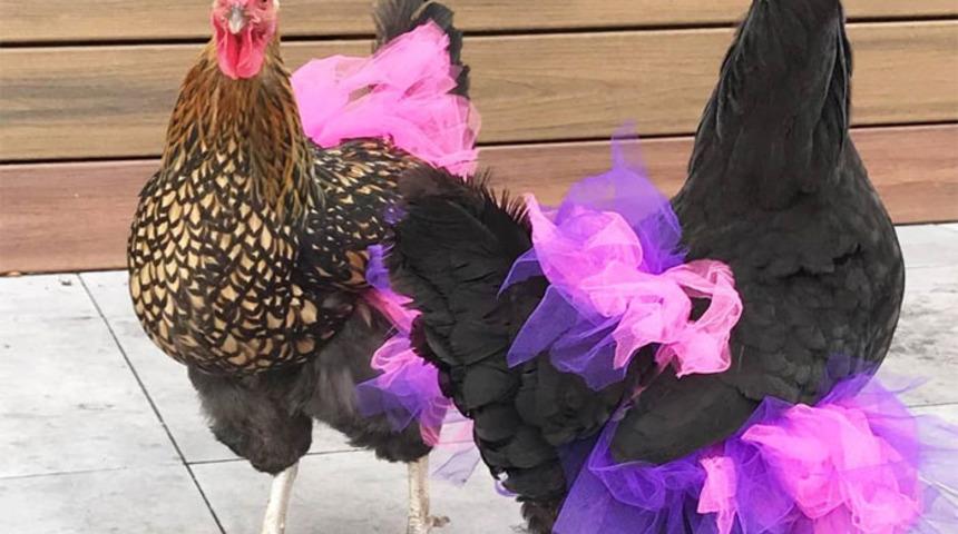 Tavuklar da dans edebilir! Bu da onların modası